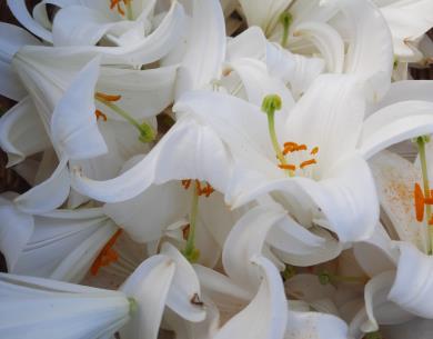 Lys de la Madone