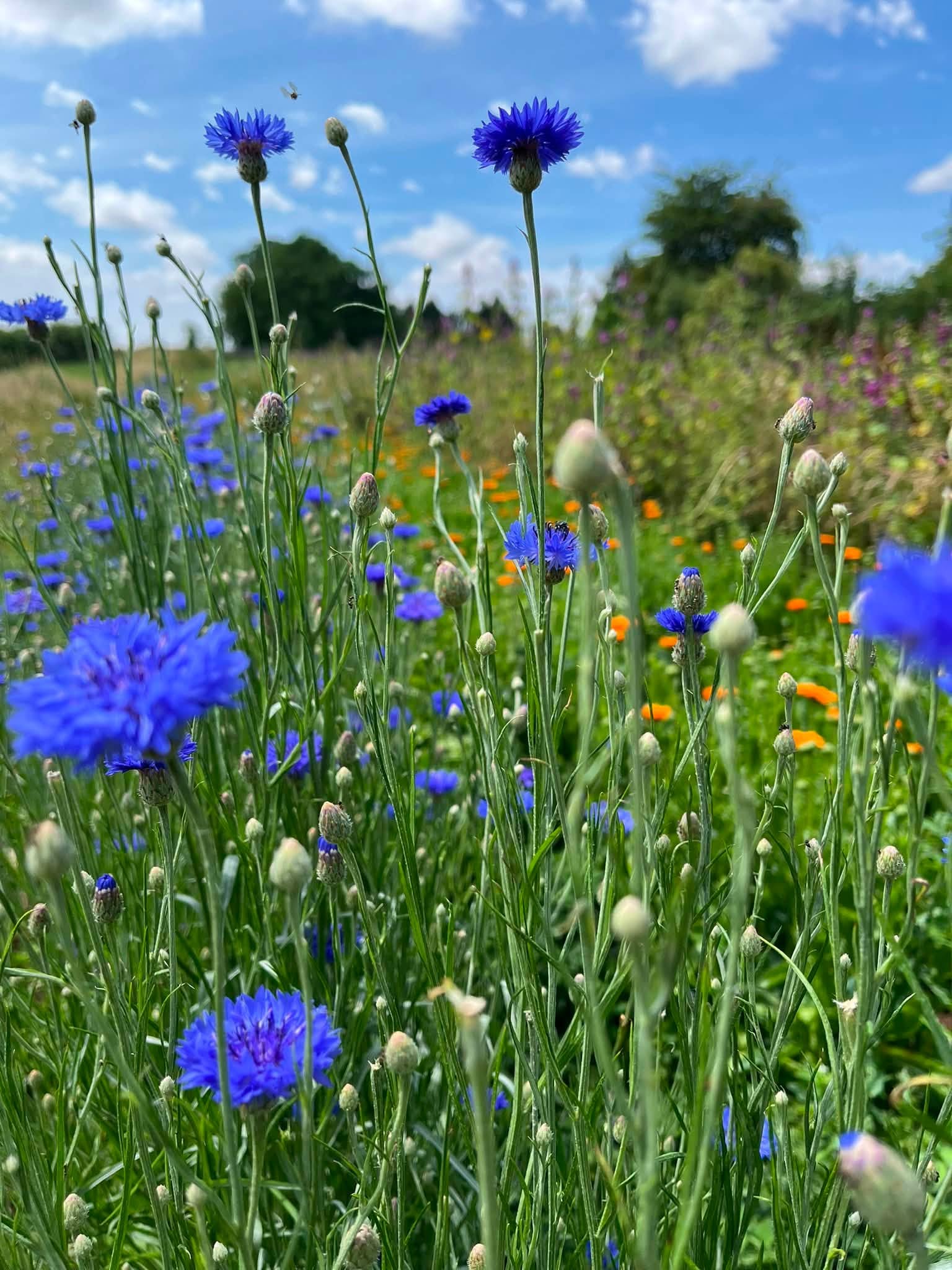 Le Jardin du Paon Fleuri