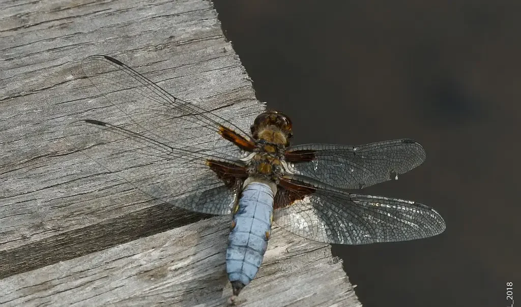 Libellule-deprimee-Libellula-depressa-Bresles-Oise_E.Leleu_-rja3q55ktnf8ejq1um8rzkjb757pgky4k5h35bu8wo