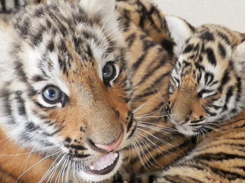 Maman et Bébé Tigre