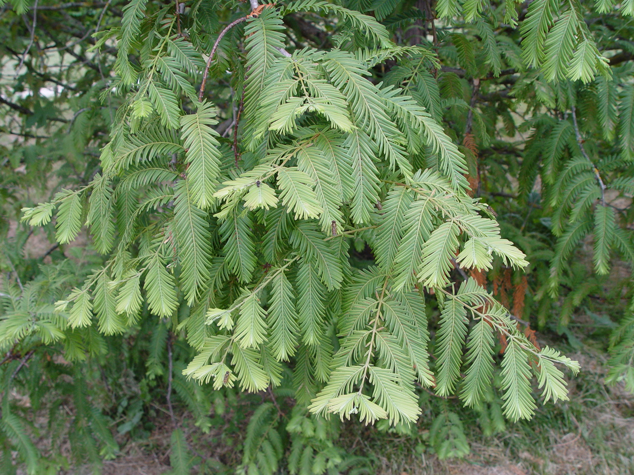 Metasequoia-feuillage-DSC06281