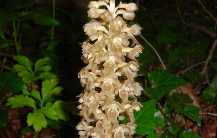 Neottie nid d'oiseau