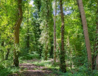 Nogent-sur-oise_Marais-Monroy_creil-sud-oise-tourisme (8)