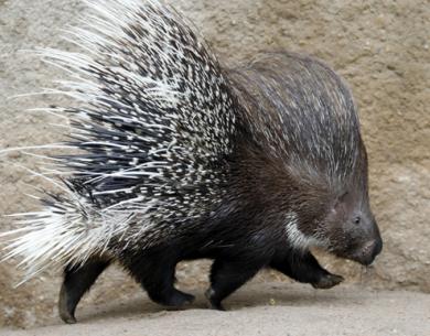 GERMANY PORCUPINE IN ZOO