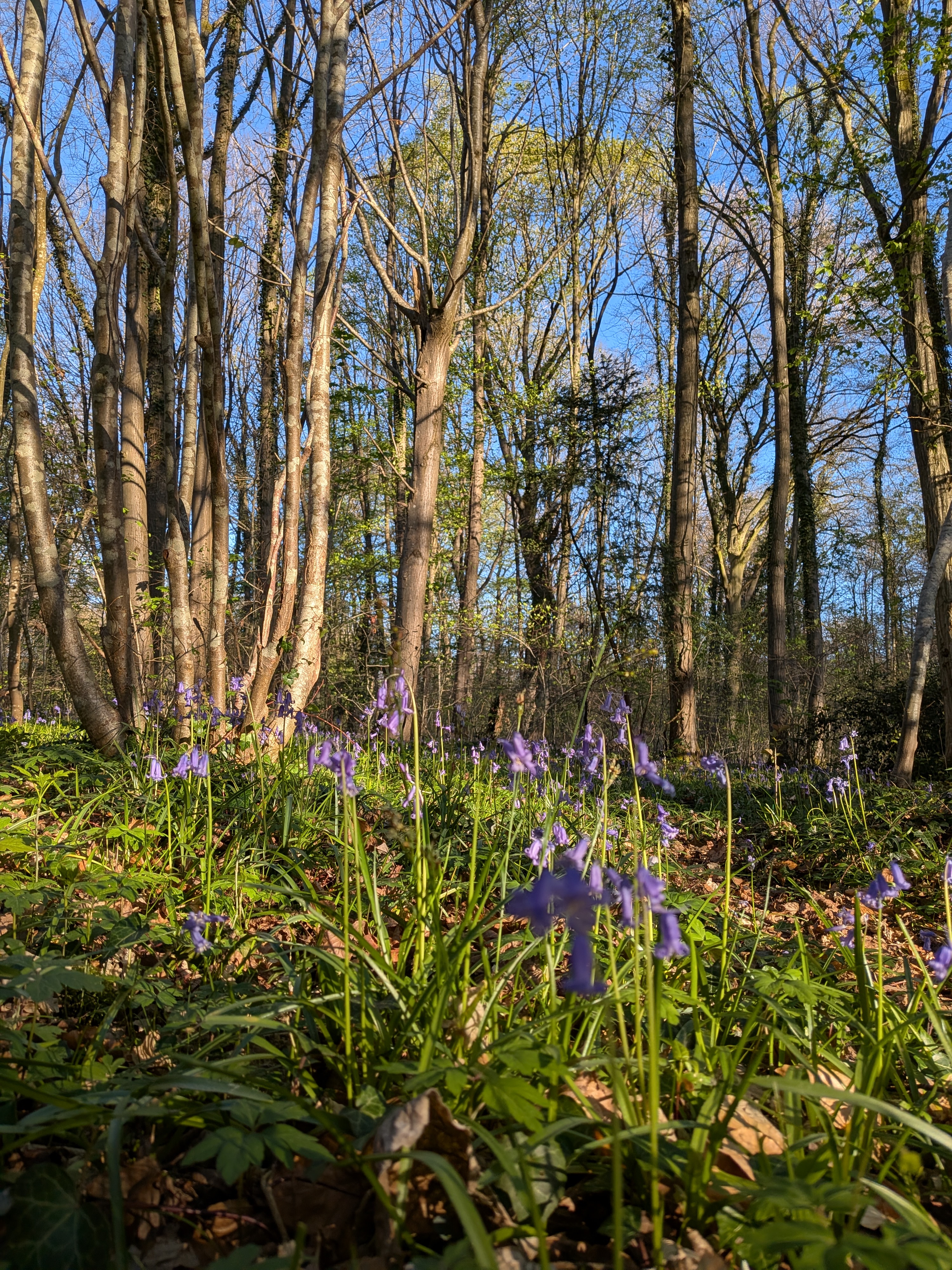 Balade commentée à Tracy-le-Mont