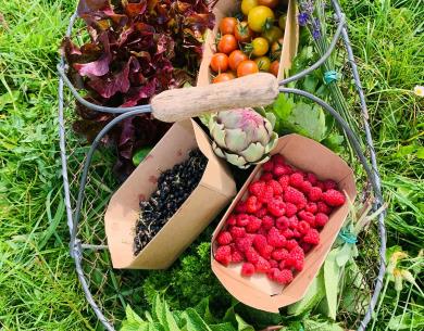 Panier de fruits et légumes bio