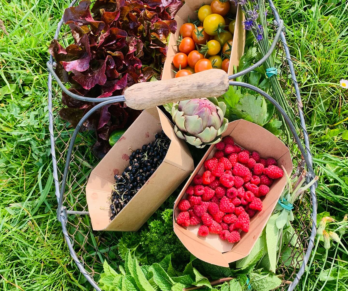 Panier de fruits et légumes bio