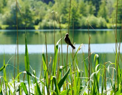 ParcUrbain_bord etang montataire