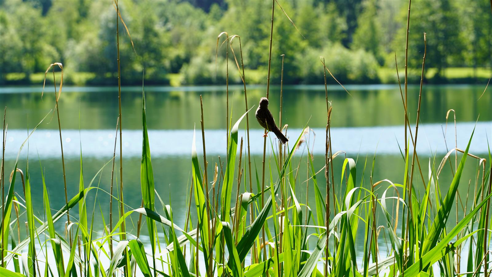 ParcUrbain_bord etang montataire