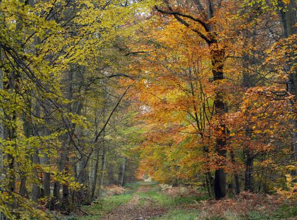 Photo 1 ambiance foret automne