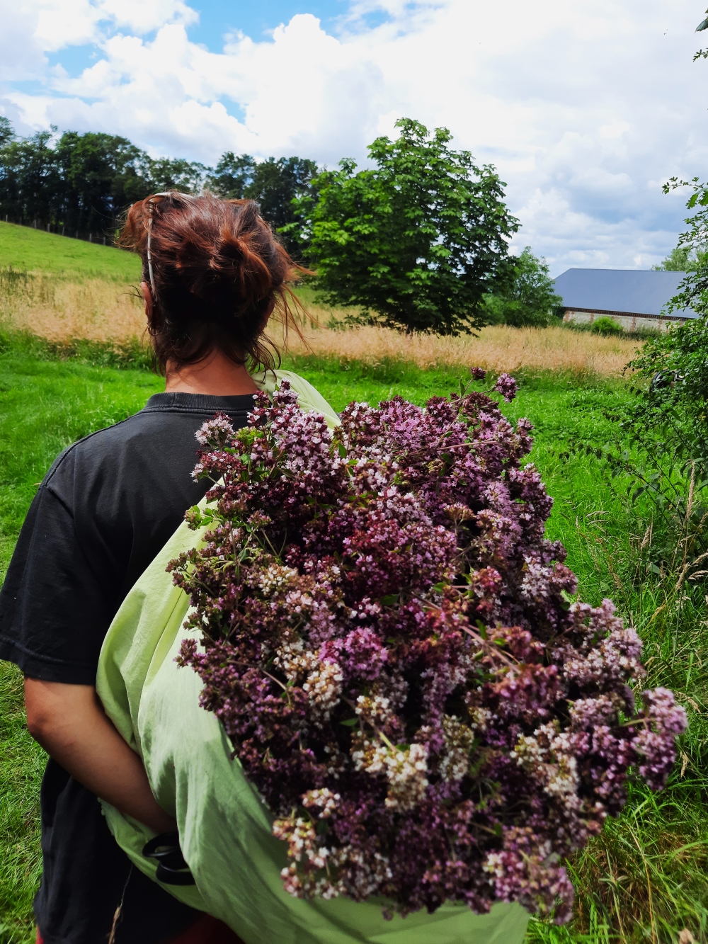 Récolte Origan fleuri