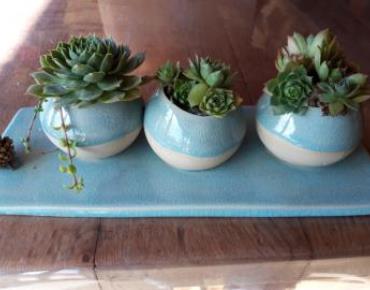 Le trio de pot de cactus 