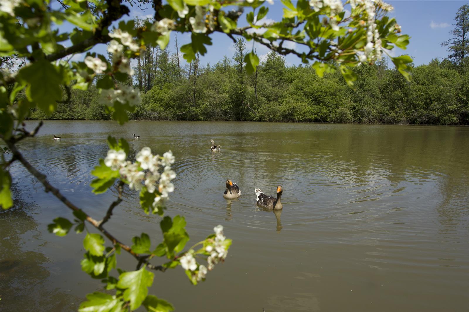 etangs des tourbieres, saint germer de fly, saint pierre es champs