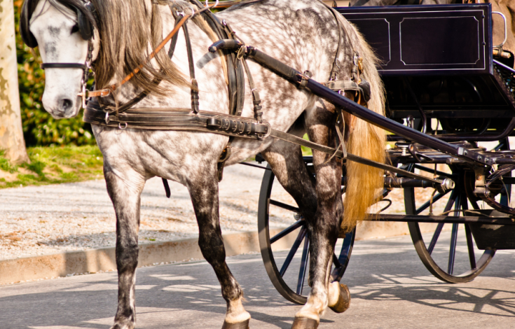 Chantilly Attelage