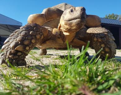 TORTUE