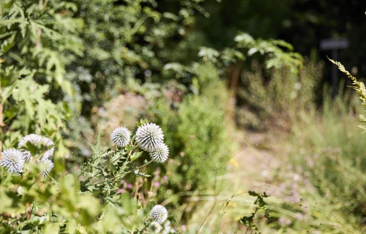 Talmontiers_Jardin du naturaliste_©Laurent MAYEUX (10)