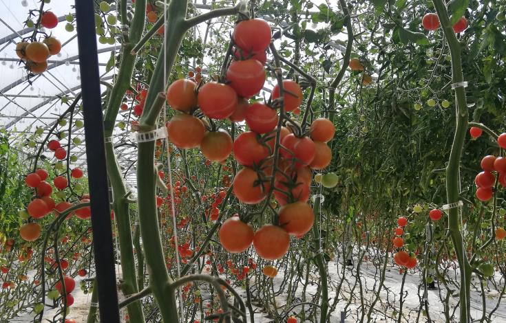 Tomates Ferme des Courtillets Nivillers