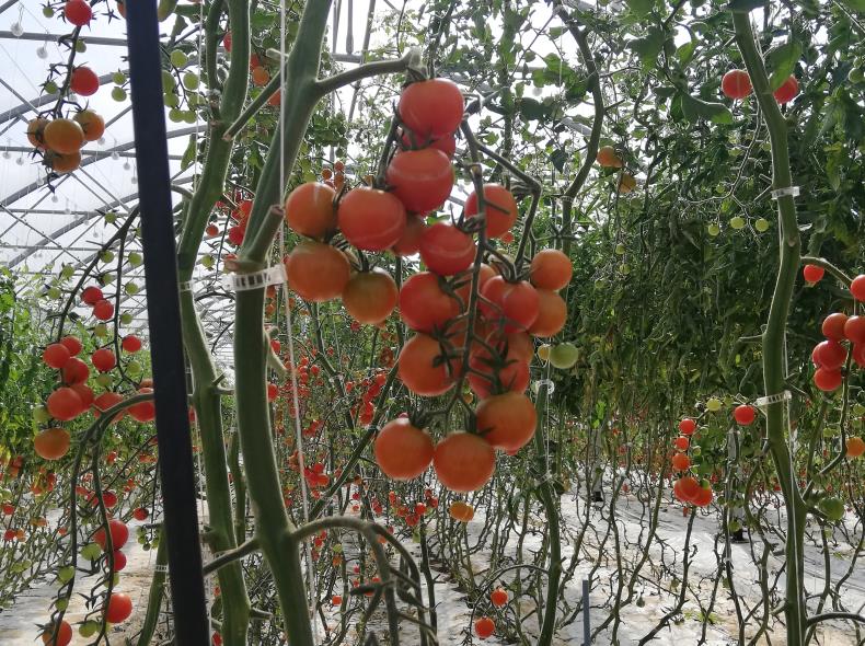 Tomates Ferme des Courtillets Nivillers