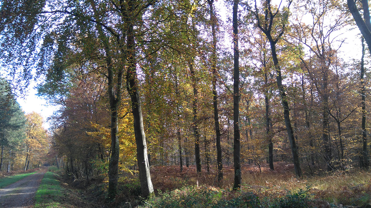 Allée du Roi < Vauclair < Aisne < Picardie