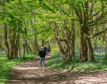X.RENOUX_OT_Bain_Foret_Musical_Choisy-au-Bac