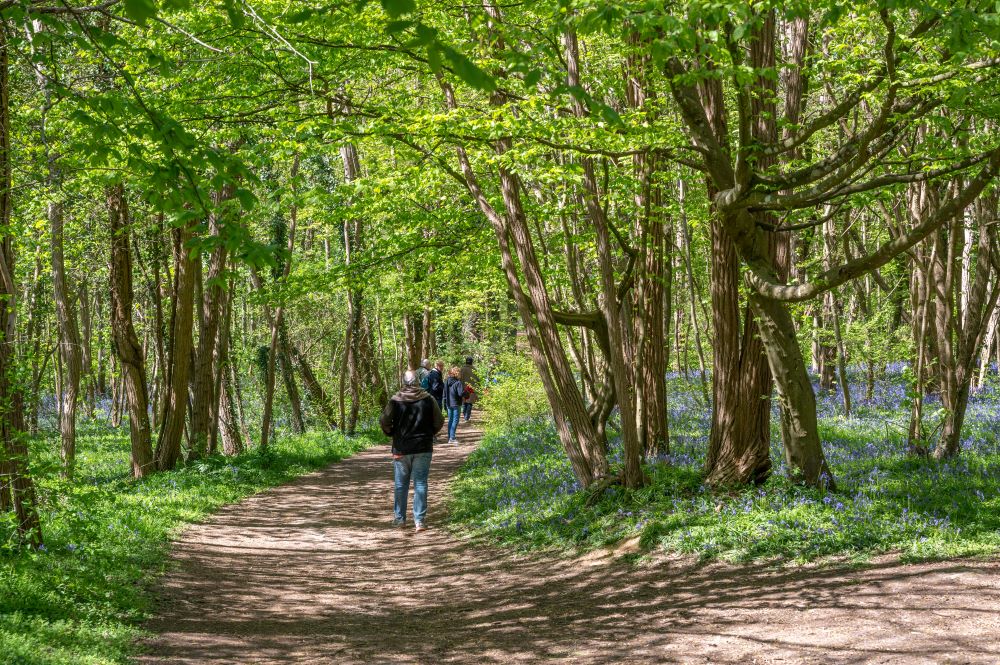 X.RENOUX_OT_Bain_Foret_Musical_Choisy-au-Bac