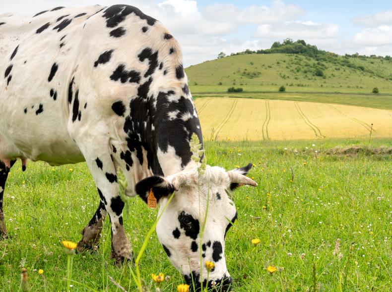 X.RENOUX_OT_Mont-St-Helene_Saint-Pierre_es_Champs