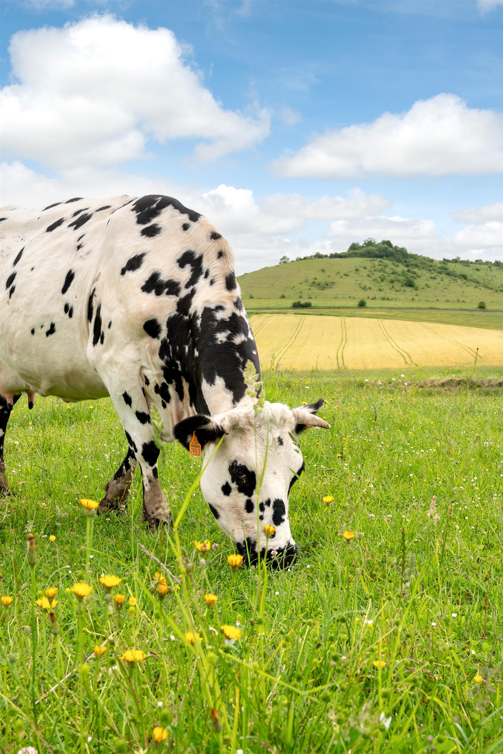 X.RENOUX_OT_Mont-St-Helene_Saint-Pierre_es_Champs