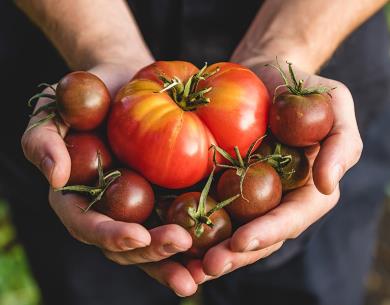 Organic vegetables. Healthy food. Fresh organic tomato and tomatoes cherry in farmers hands