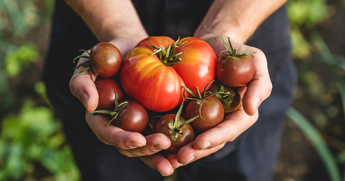 Organic vegetables. Healthy food. Fresh organic tomato and tomatoes cherry in farmers hands