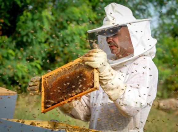 apiculteur istockphoto