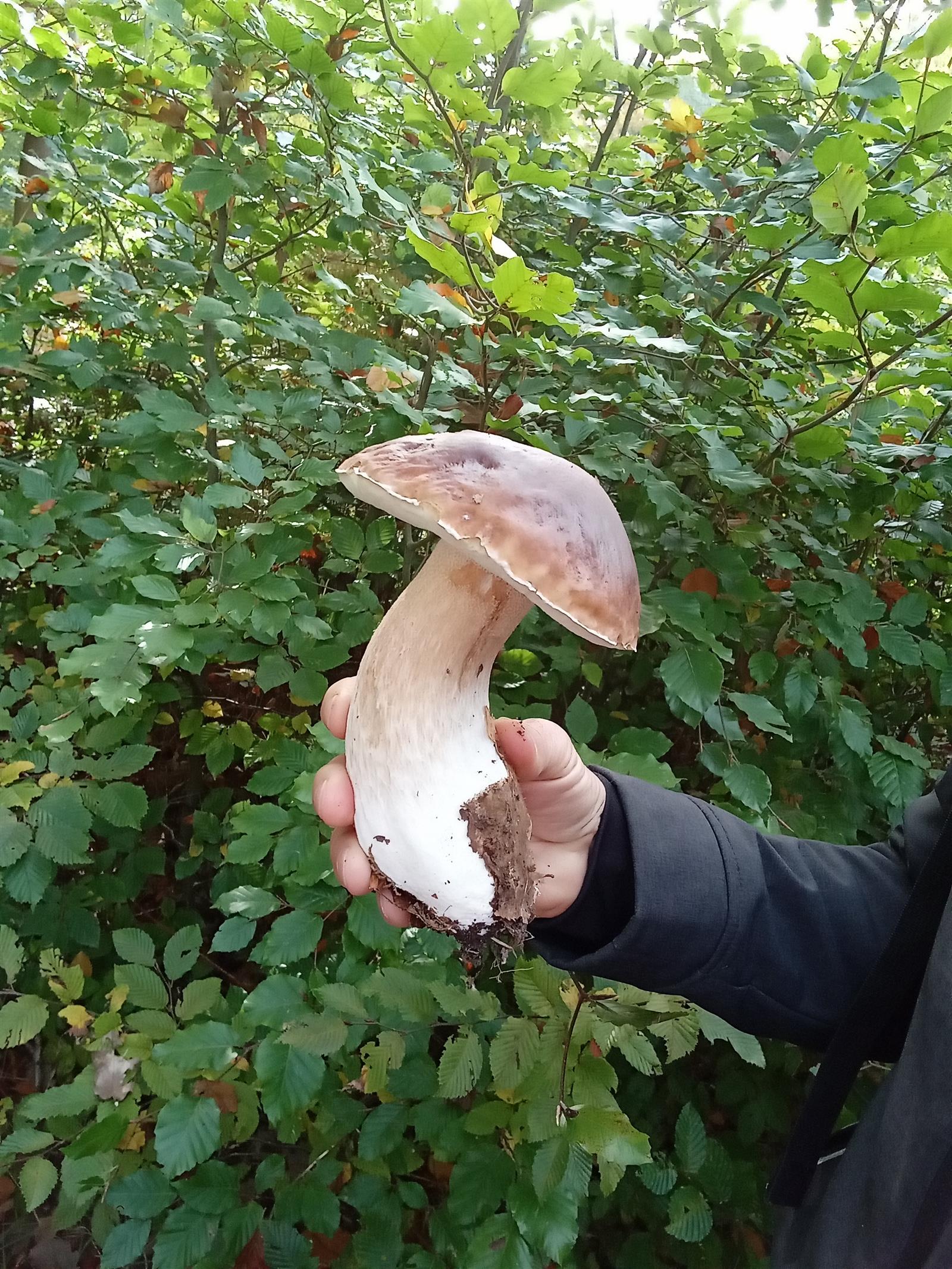 balade mycologie