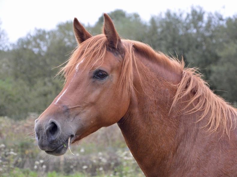 horse-mare-2737149-1280