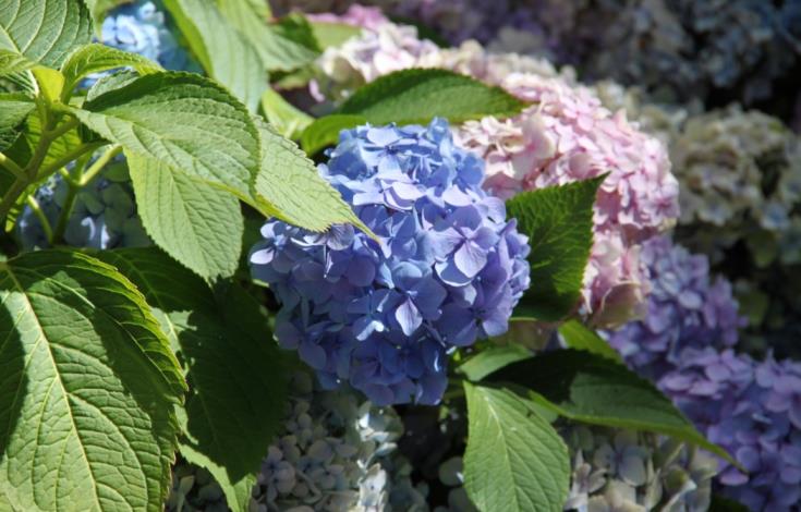 Jardin du Brule