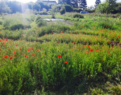 Coquelicots 