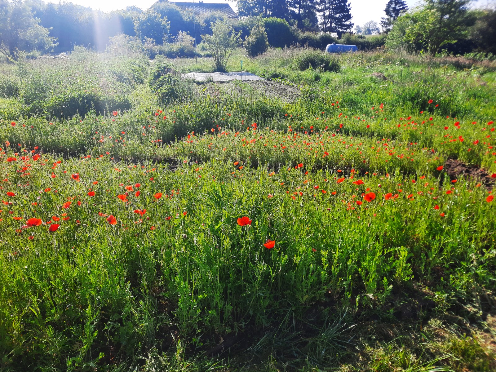 Coquelicots 