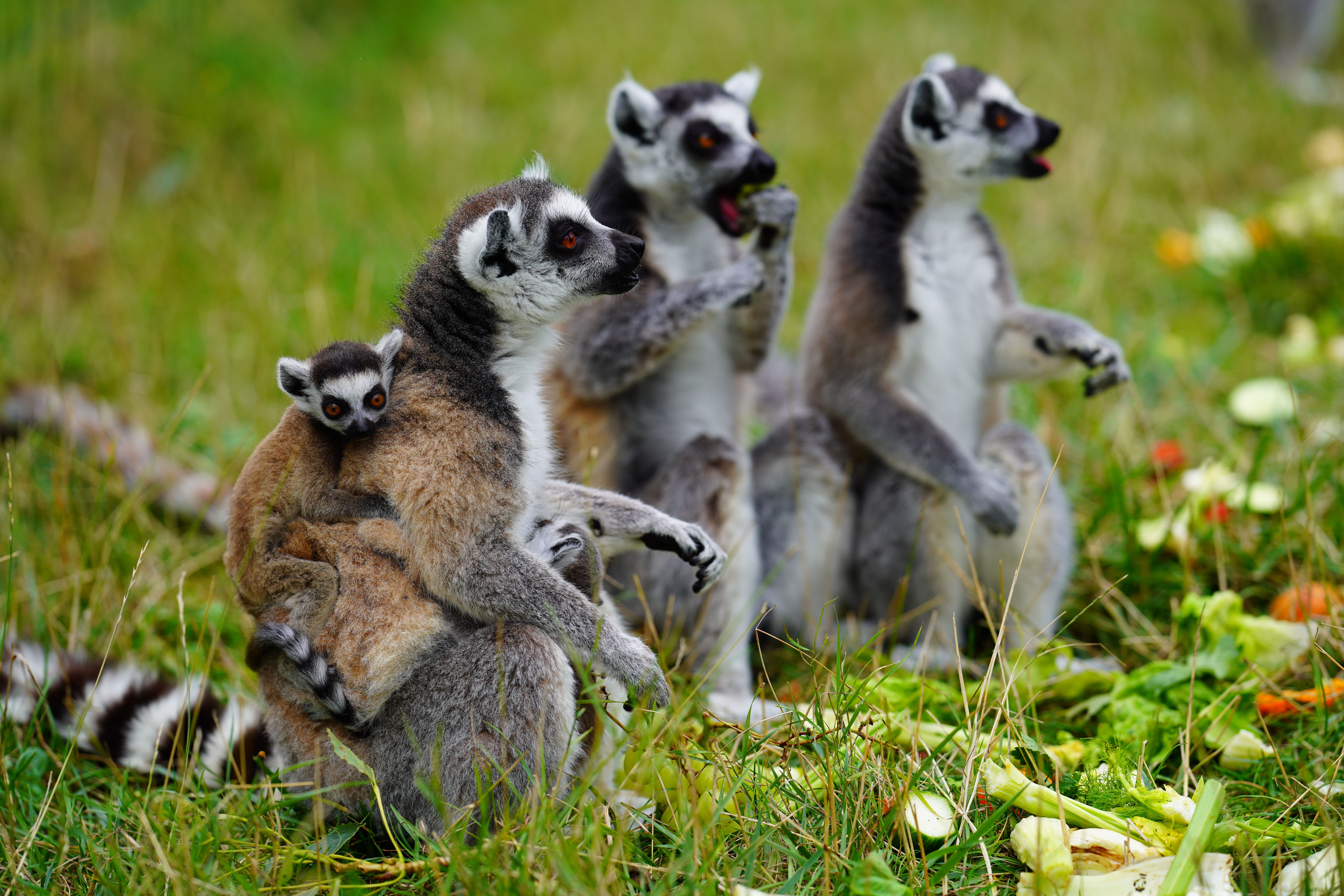 Parc Saint Léger - Parc Animalier