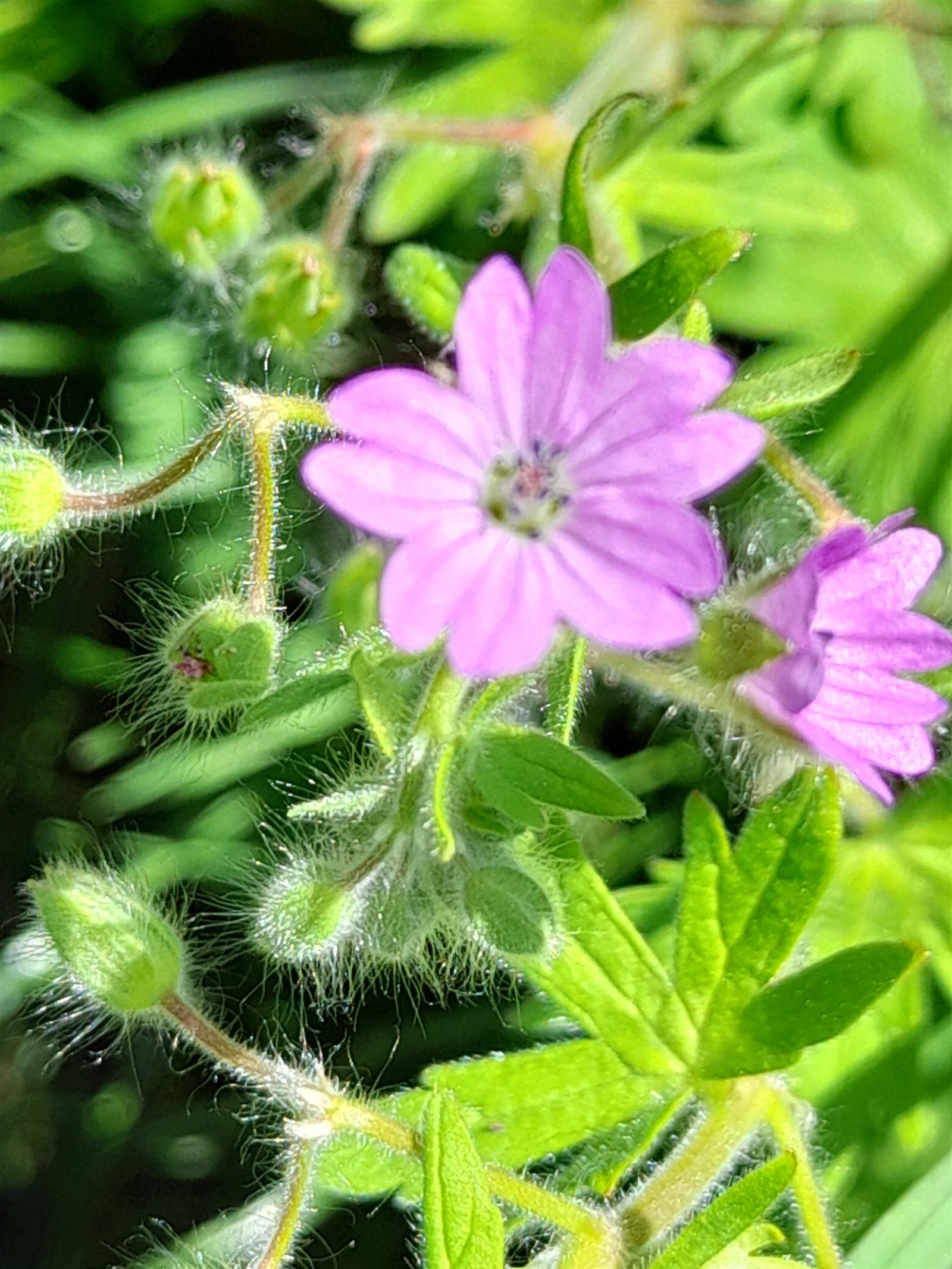 Mauve