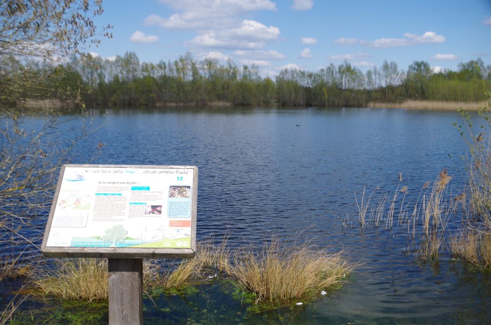 Les becs dans l'eau... ornitho-fluvial - Crédits : CC2V