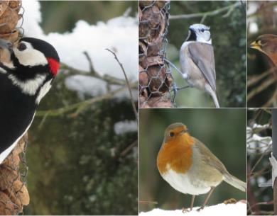 oiseaux du jardin
