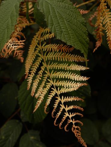 pexels-eda-yurtkuran-17860010