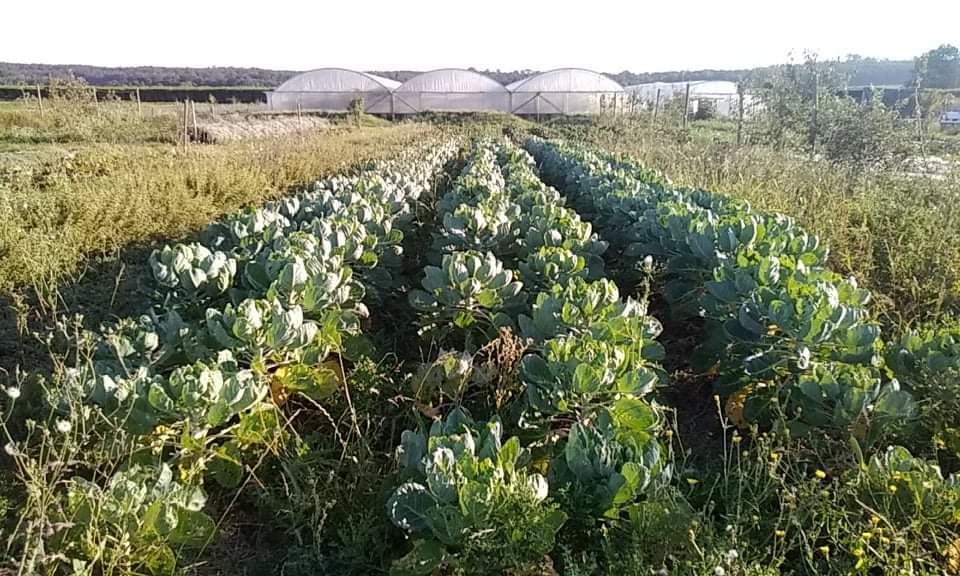 received_587269882310060