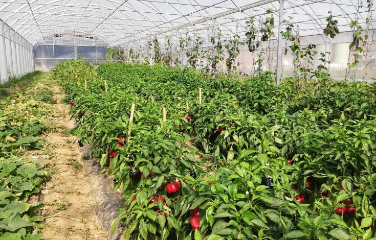 serres Ferme des Courtillets Nivillers