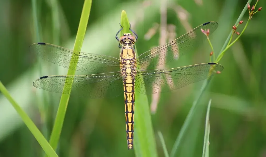 sortie nature CEN - 5 sept