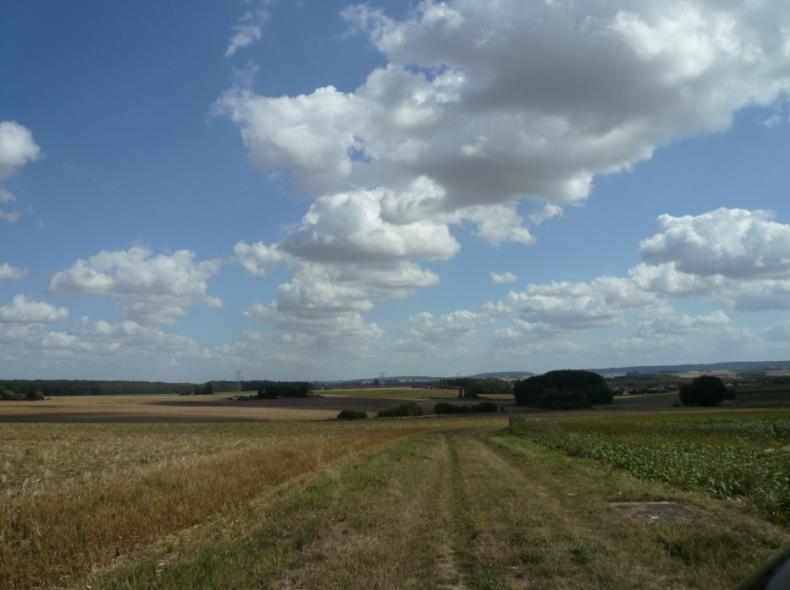 Le vieux chêne de Muirancourt