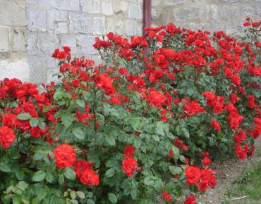 Rosiers Lavilletertre