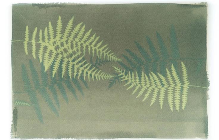 venez-faire-des-cyanotypes-une-autre-experience-de-la-photo_4_5